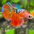 Red Koi Galaxy Halfmoon Betta Fish Female For Sorority / Breed