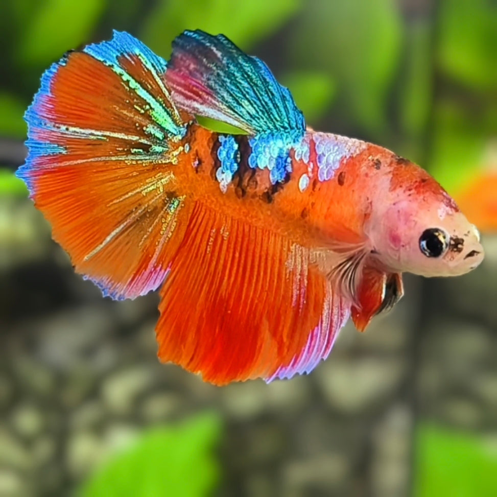 Red Koi Galaxy Halfmoon Betta Fish Female For Sorority / Breed