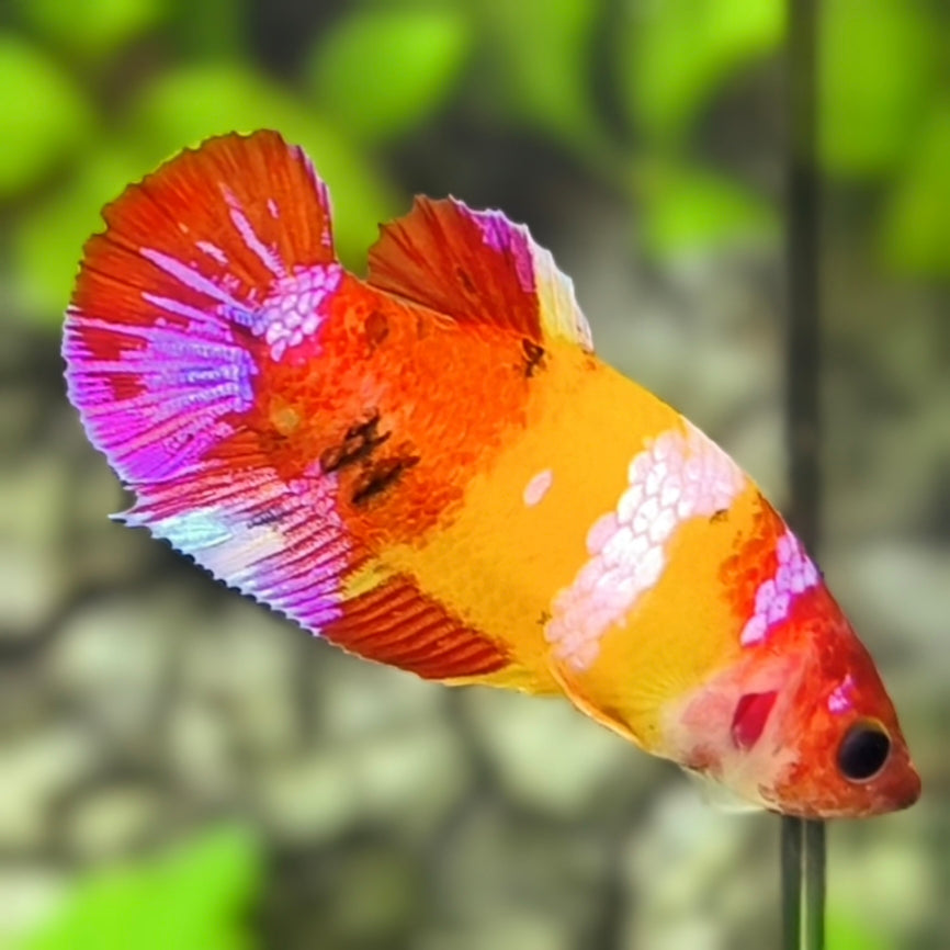 Multicolor Yellowbase Koi Galaxy HMPK Betta Fish Female For Sorority / Breed