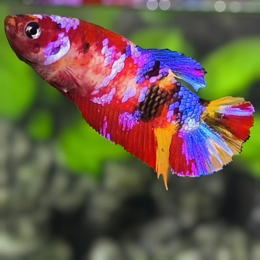 Multicolor Galaxy HMPK Betta Fish Female For Sorority / Breed