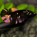 Avatar Blackstar Copper Gold HMPK Betta Fish Female For Sorority / Breed