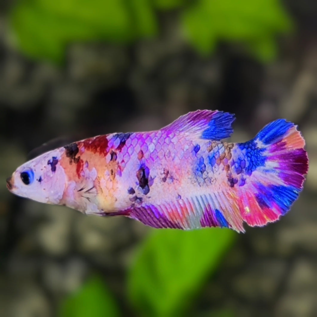 Multicolor Candy HMPK Betta Fish Female For Sorority / Breed