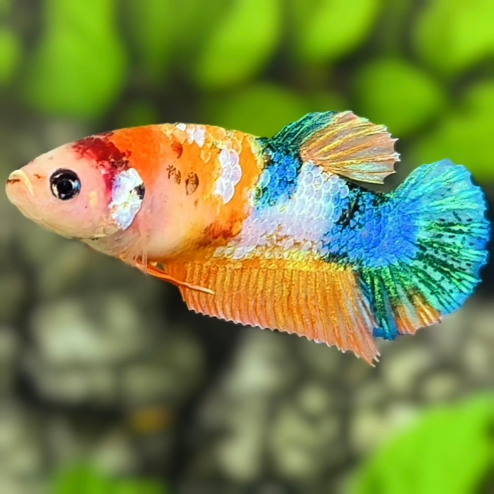 Multicolor Galaxy HMPK Betta Fish Female For Sorority / Breed