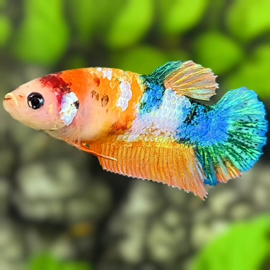 Multicolor Galaxy HMPK Betta Fish Female For Sorority / Breed