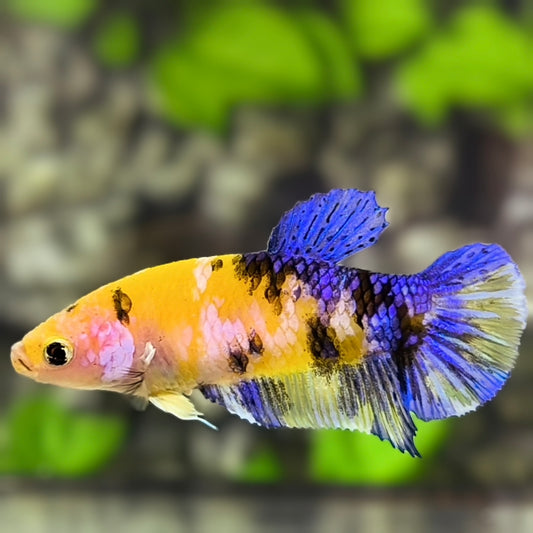 Yellow Koi Tiger Galaxy HMPK Betta Fish Female For Sorority / Breed #YKG