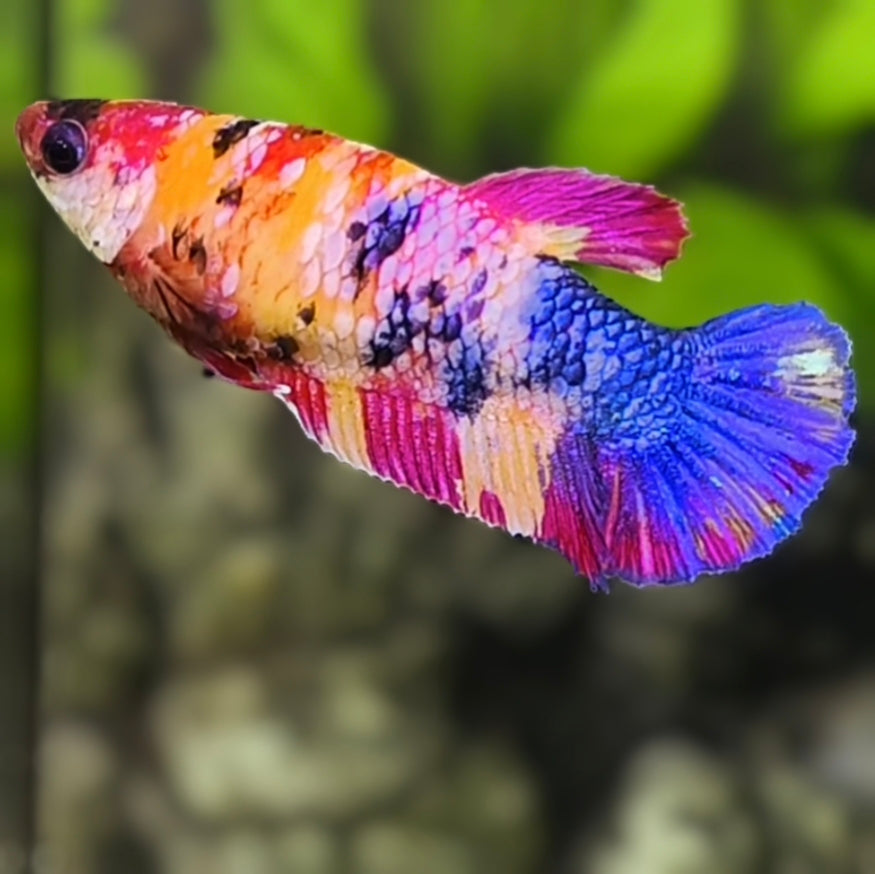 Yellowbase Multicolor Galaxy HMPK Betta Fish Female For Sorority / Breed