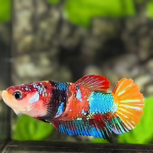 Multicolor Koi Galaxy HMPK Betta Fish Female For Sorority / Breed