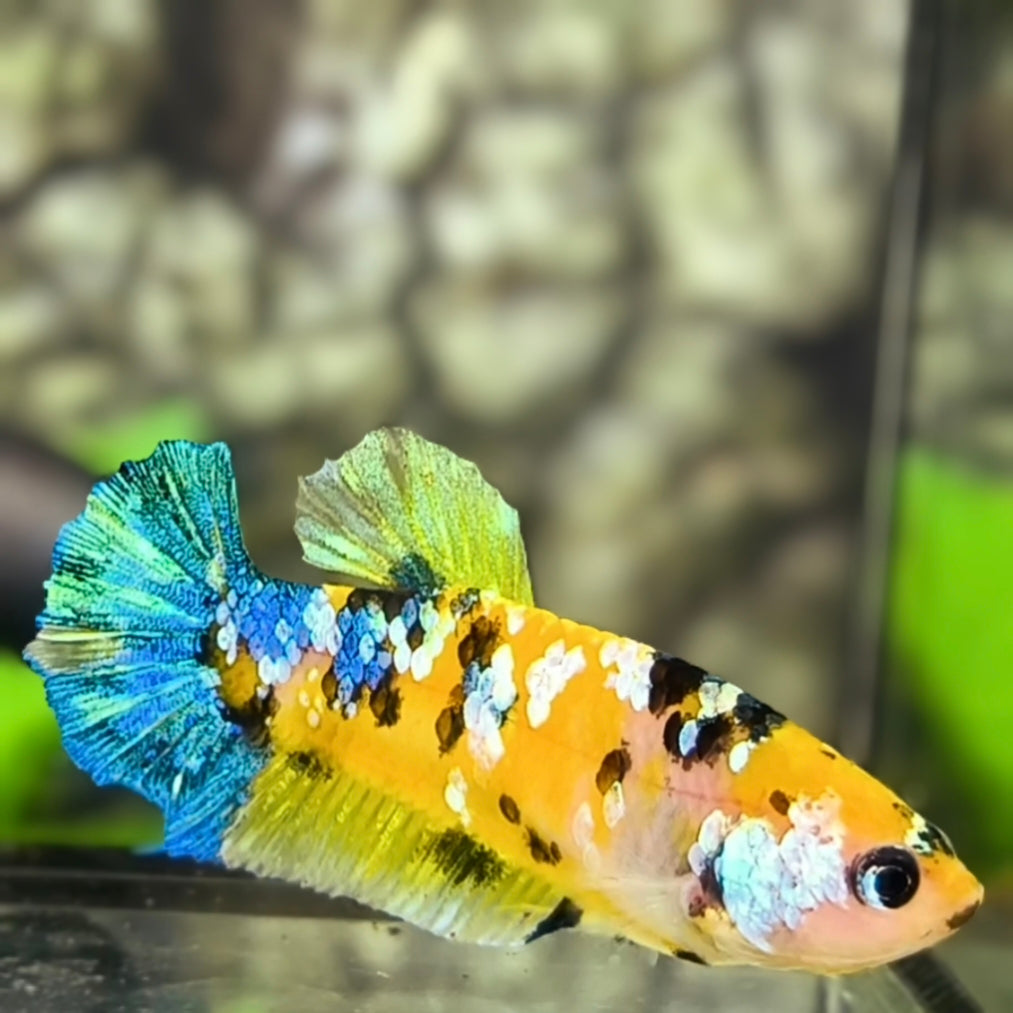 Yellow Koi Tiger Galaxy HMPK Betta Fish Female For Sorority / Breed #YKG