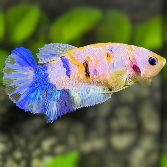 Yellow Koi Pink Galaxy HMPK Betta Fish Female For Sorority / Breed #YKG