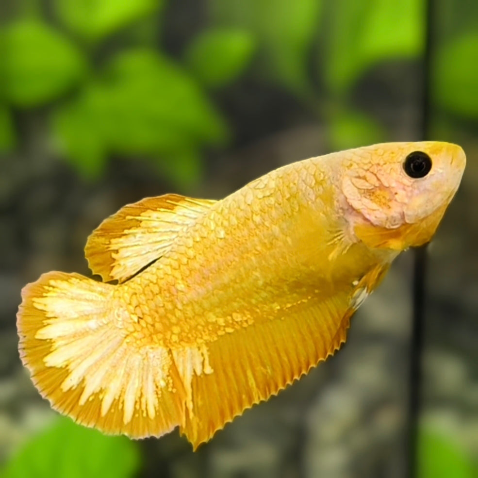 Yellow Gold Copper Fancy HMPK Betta Fish Female For Sorority / Breed