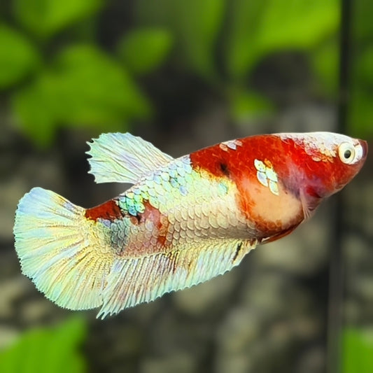 Snow Koi HMPK Betta Fish Female For Sorority / Breed