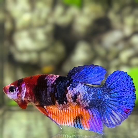 Multicolor HMPK Betta Fish Female For Sorority / Breed