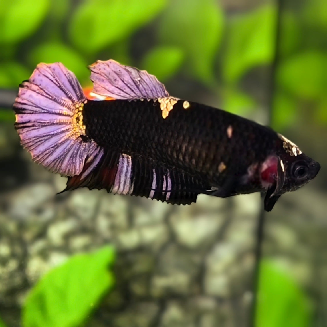 Avatar Black Panther HMPK Betta Fish Female For Sorority / Breed