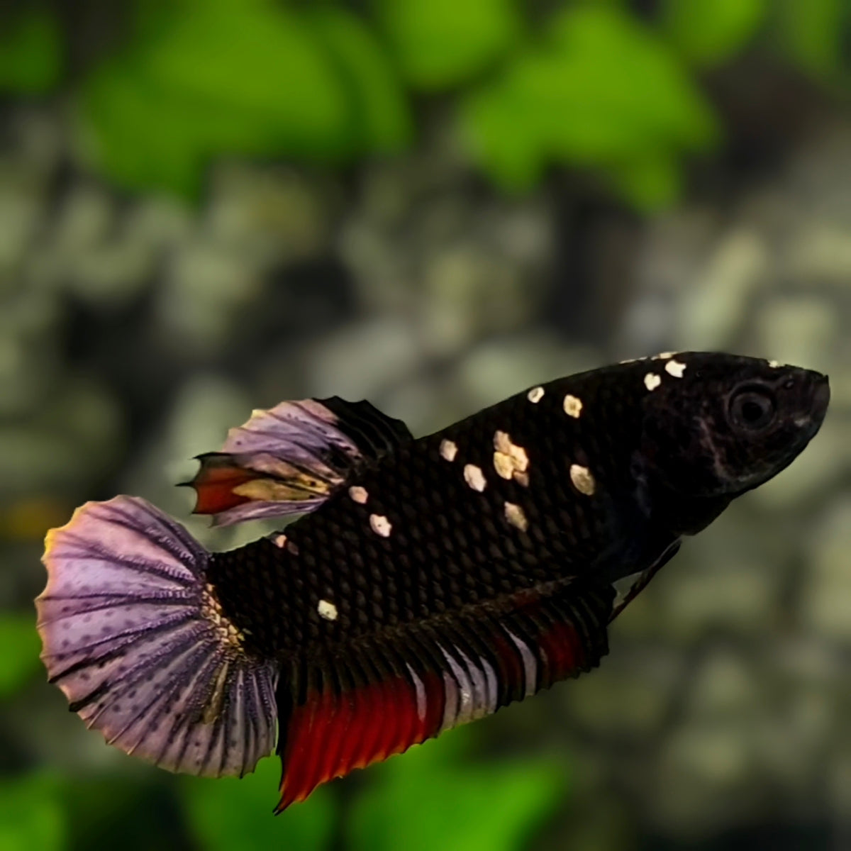 Avatar Black Red Panther HMPK Betta Fish Female For Sorority / Breed