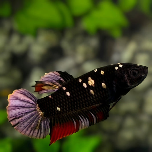 Avatar Black Red Panther HMPK Betta Fish Female For Sorority / Breed
