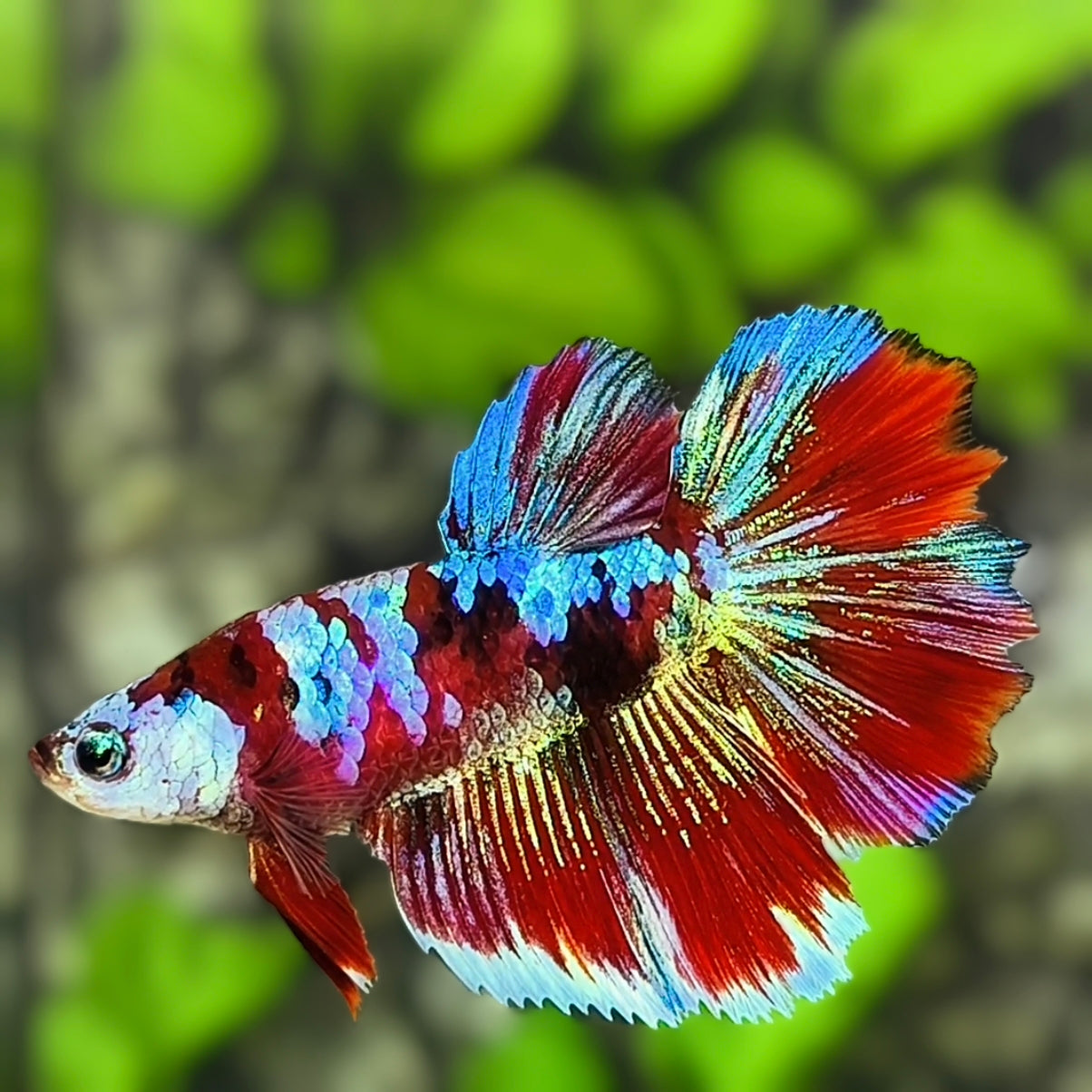 Multicolor Red Koi Galaxy Halfmoon Betta Fish Female For Sorority / Breed
