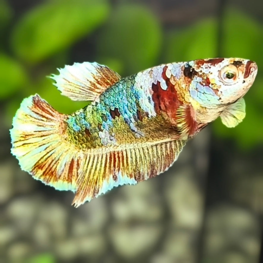 Fancy HMPK Betta Fish Female For Sorority / Breed