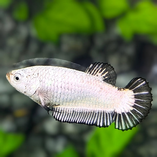 Fullmasked Black Dragon HMPK Betta Fish Female For Sorority / Breed