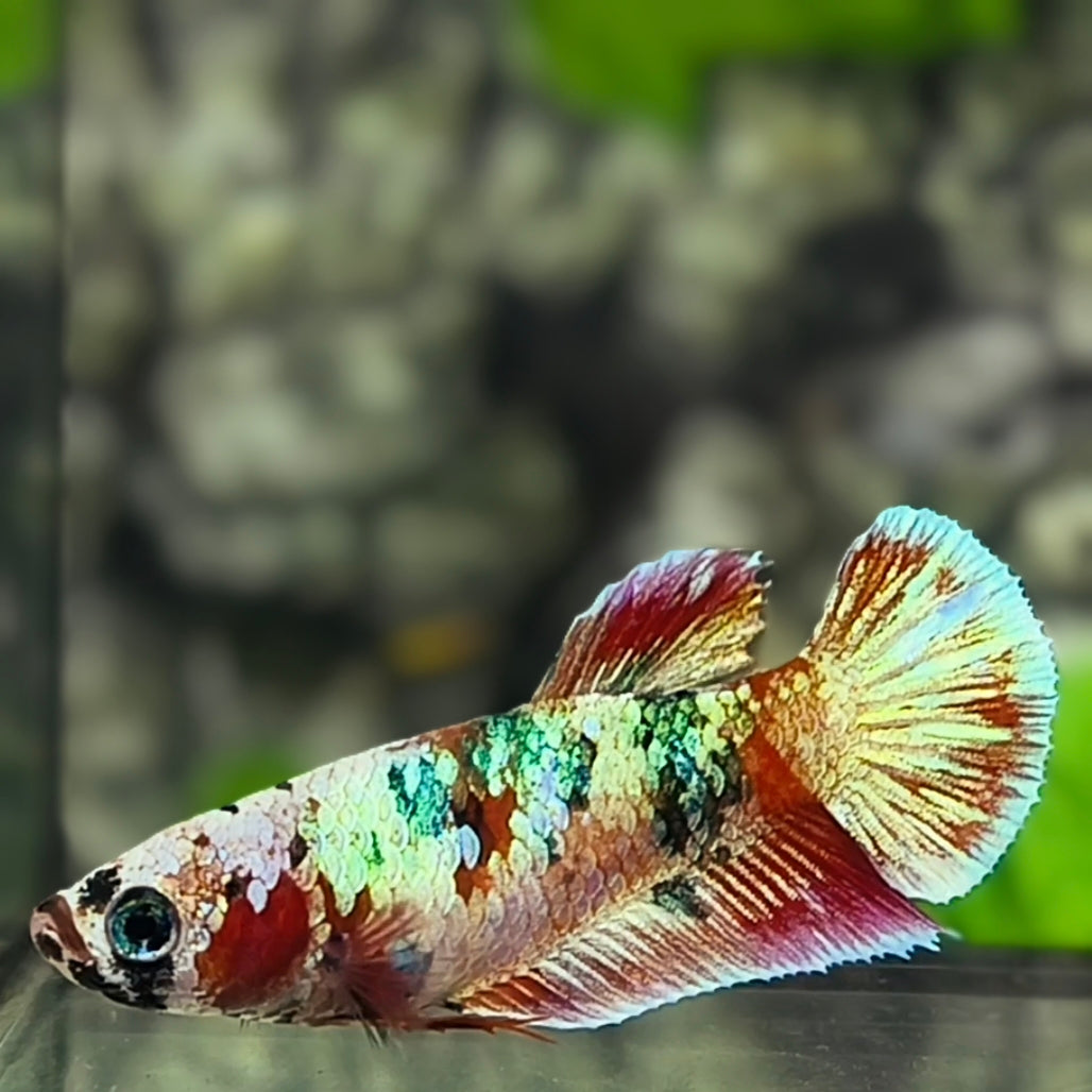 Fancy HMPK Betta Fish Female For Sorority / Breed