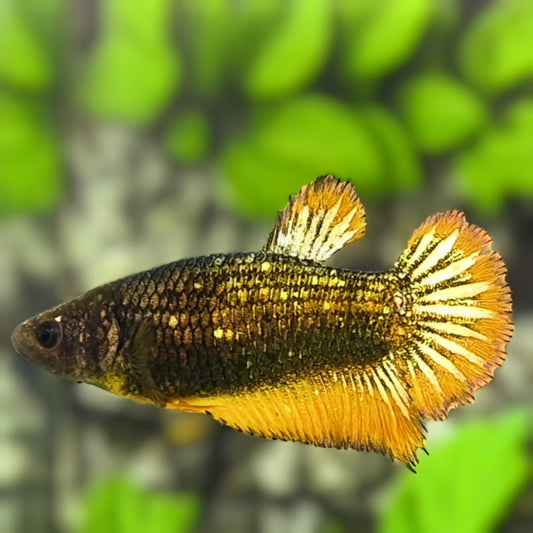Yellow Green Copper Fancy HMPK Betta Fish Female For Sorority / Breed