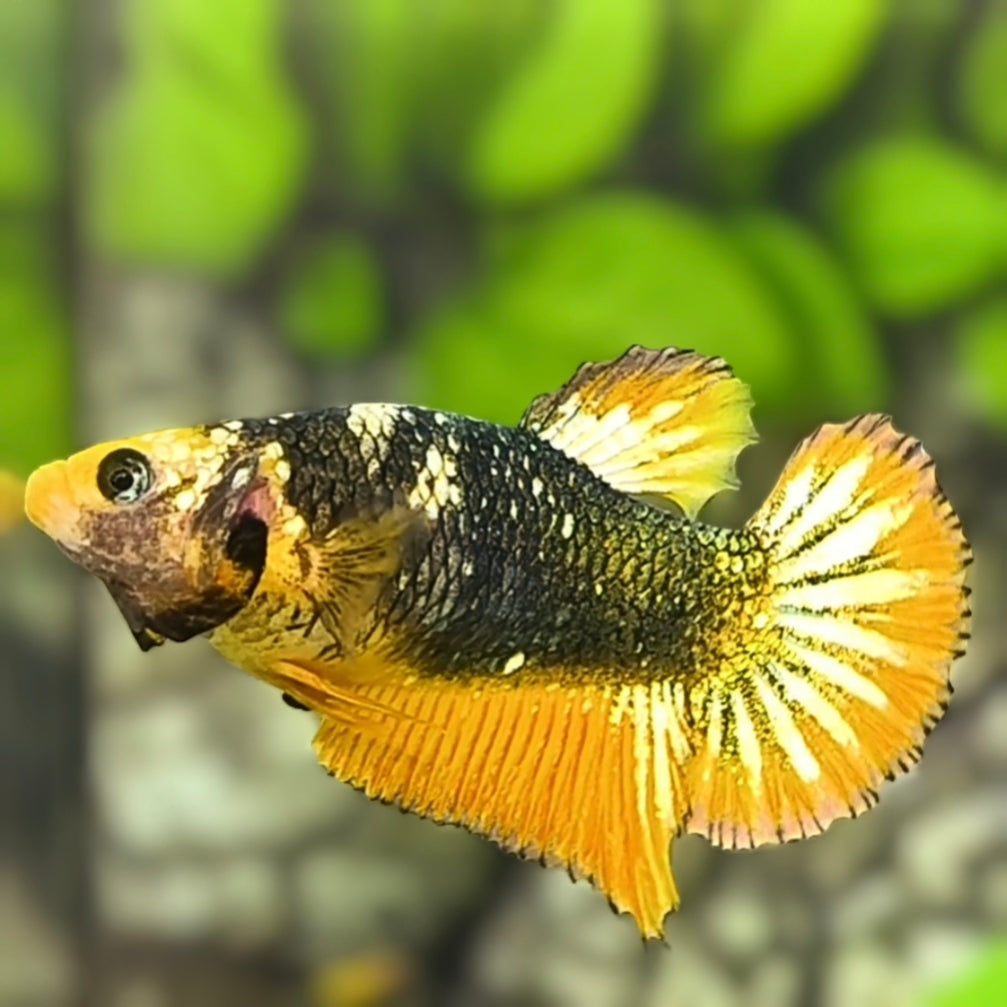 Yellow Green Copper Fancy HMPK Betta Fish Female For Sorority / Breed