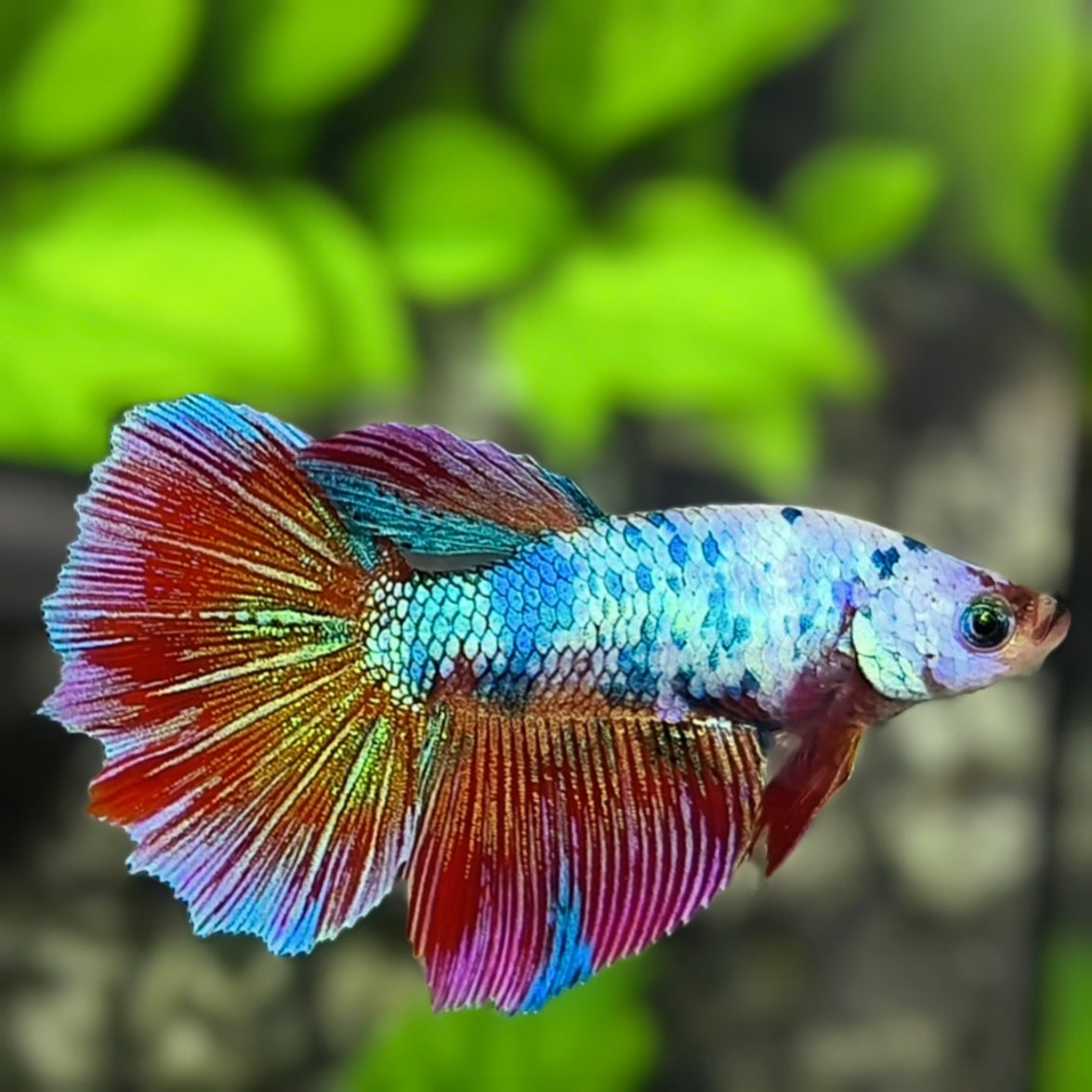Multicolor Halfmoon Betta Fish Female For Sorority / Breed