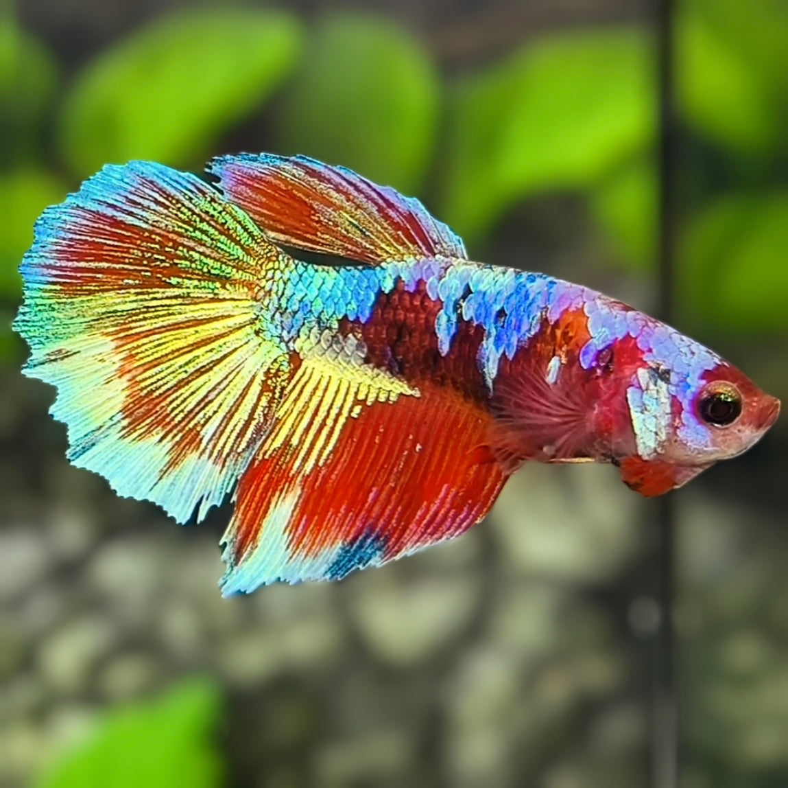 Multicolor Red Galaxy Halfmoon Betta Fish Female For Sorority / Breed