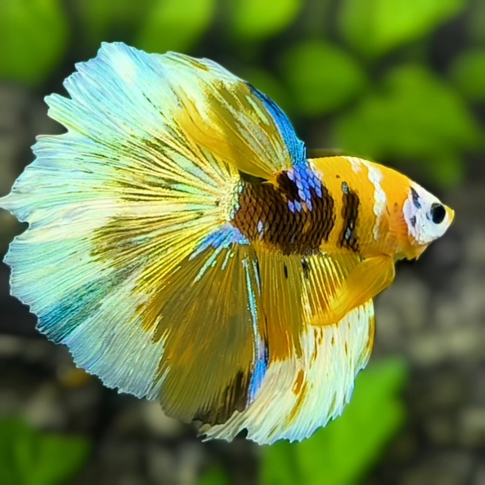 Yellow Tiger Blue Koi Galaxy Halfmoon Betta Fish Male