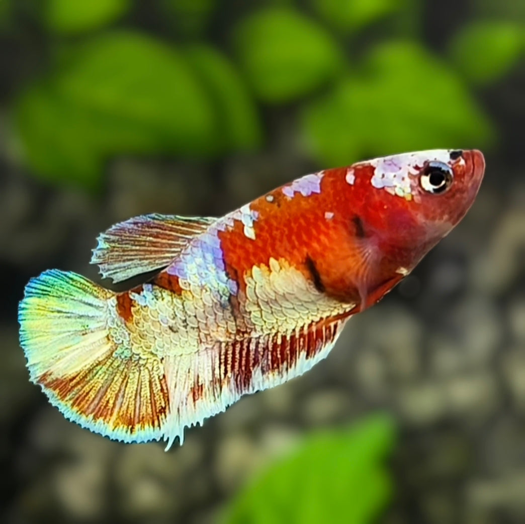 Red Barongsai HMPK Betta Fish Female For Sorority / Breed