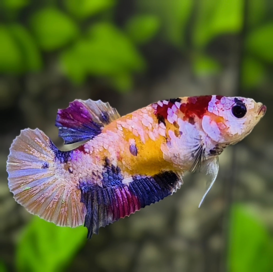 Yellowbase Multicolor Candy Galaxy HMPK Betta Fish Female For Sorority / Breed