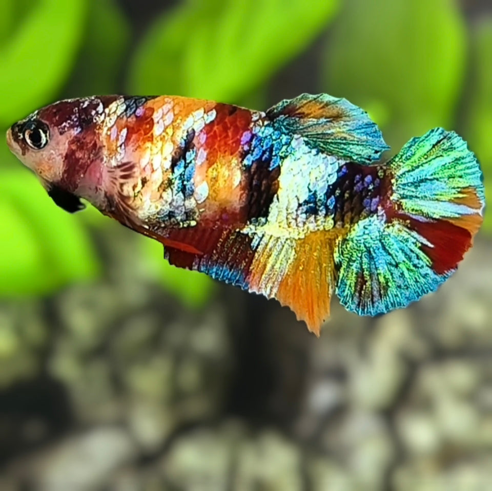 Multicolor Galaxy HMPK Betta Fish Female For Sorority / Breed