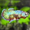 Fancy HMPK Betta Fish Female For Sorority / Breed