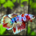 Red Barongsai Halfmoon Betta Fish Female For Sorority / Breed