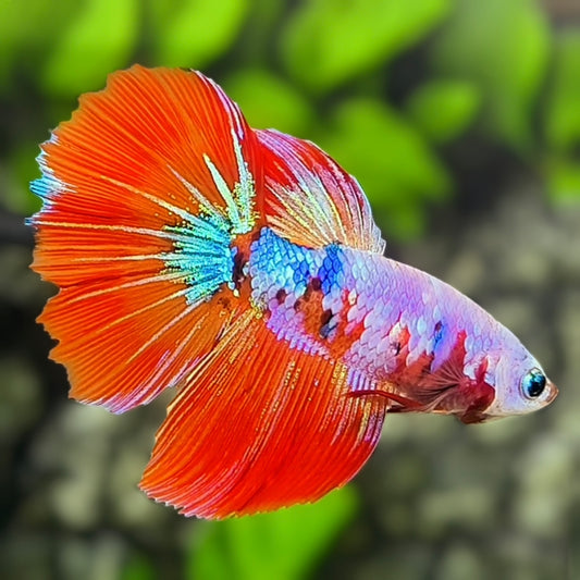 Huge Finnage Multicolor Candy Pink Halfmoon Betta Fish Female For Sorority / Breed