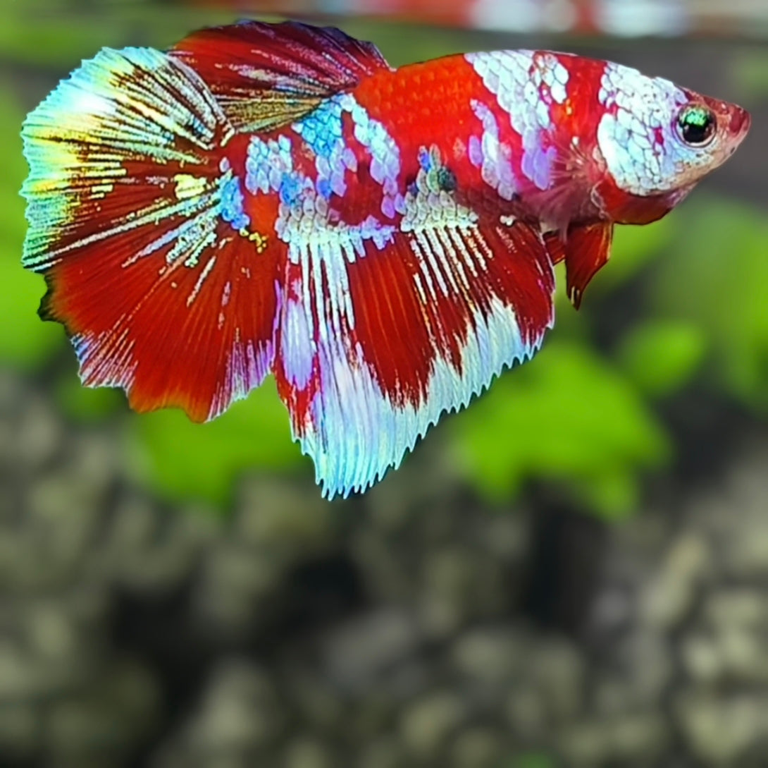 Red Barongsai Galaxy Halfmoon Betta Fish Female For Sorority / Breed