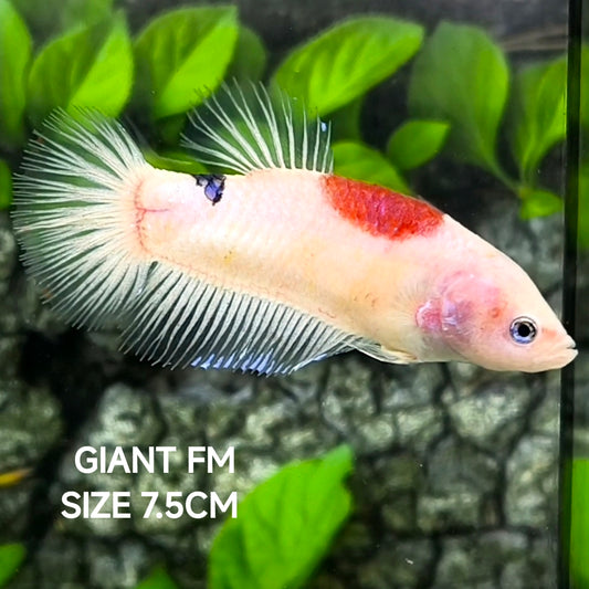 RARE Tancho Koi JUMBO GIANT HMPK Betta Fish Female