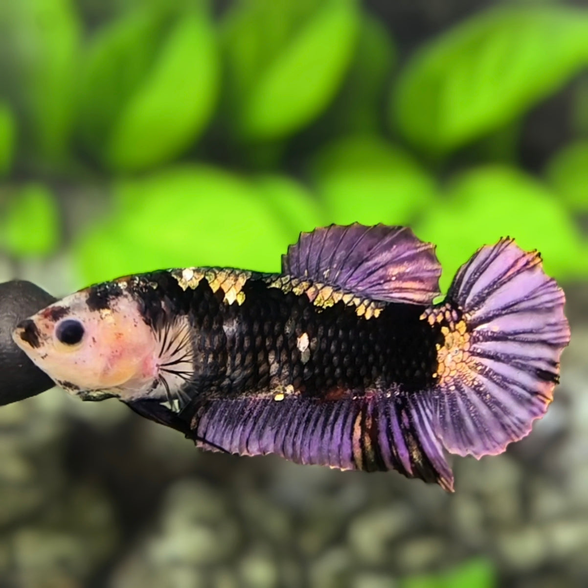 Monkey Face Black Panther HMPK Betta Fish Female For Sorority / Breed