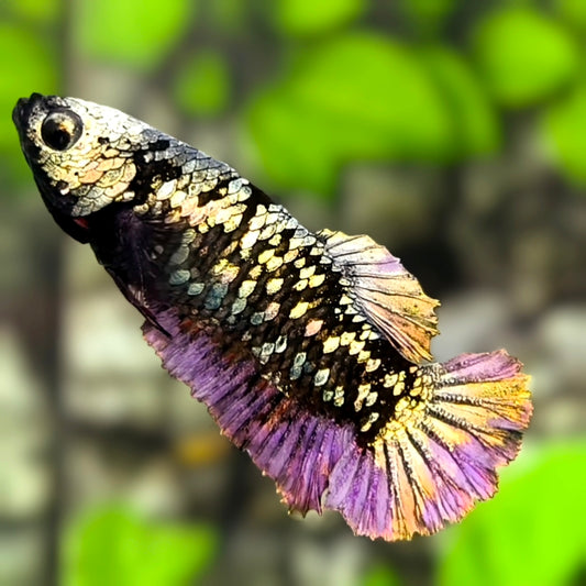 Avatar Copper Purple Gold HMPK Betta Fish Female For Sorority / Breed