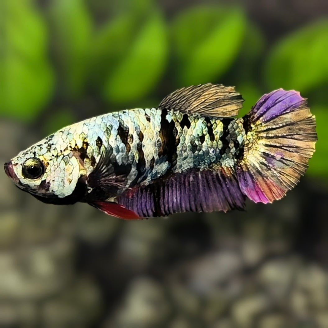Avatar Copper HMPK Betta Fish Female For Sorority / Breed