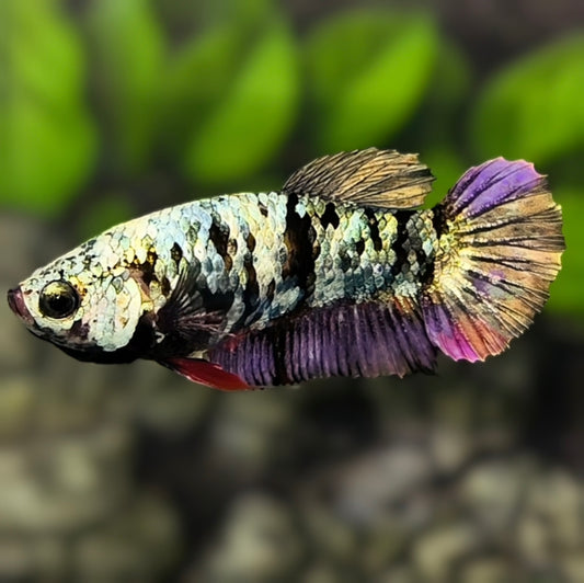 Avatar Copper HMPK Betta Fish Female For Sorority / Breed