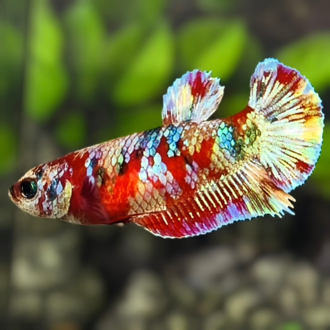 Red Barongsai HMPK Betta Fish Female For Sorority / Breed