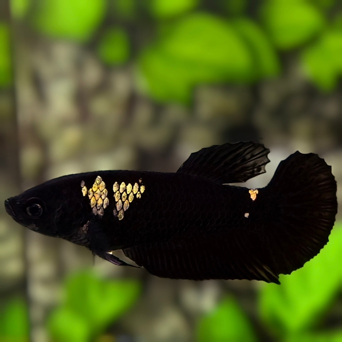Black Light Copper Gold HMPK Betta Fish Female For Sorority / Breed