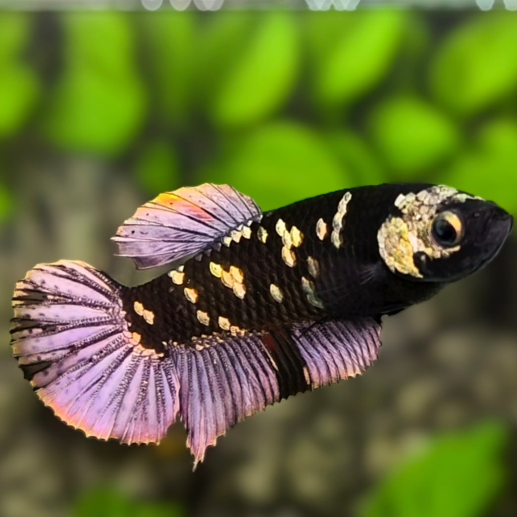 Avatar Black Panther HMPK Betta Fish Female For Sorority / Breed