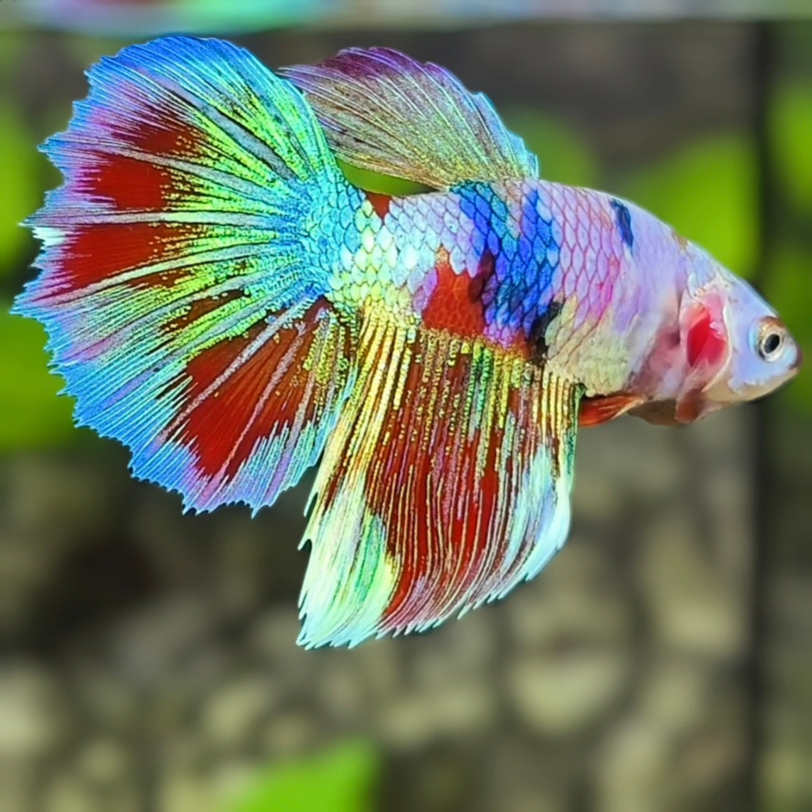 Multicolor Halfmoon Betta Fish Female For Sorority / Breed