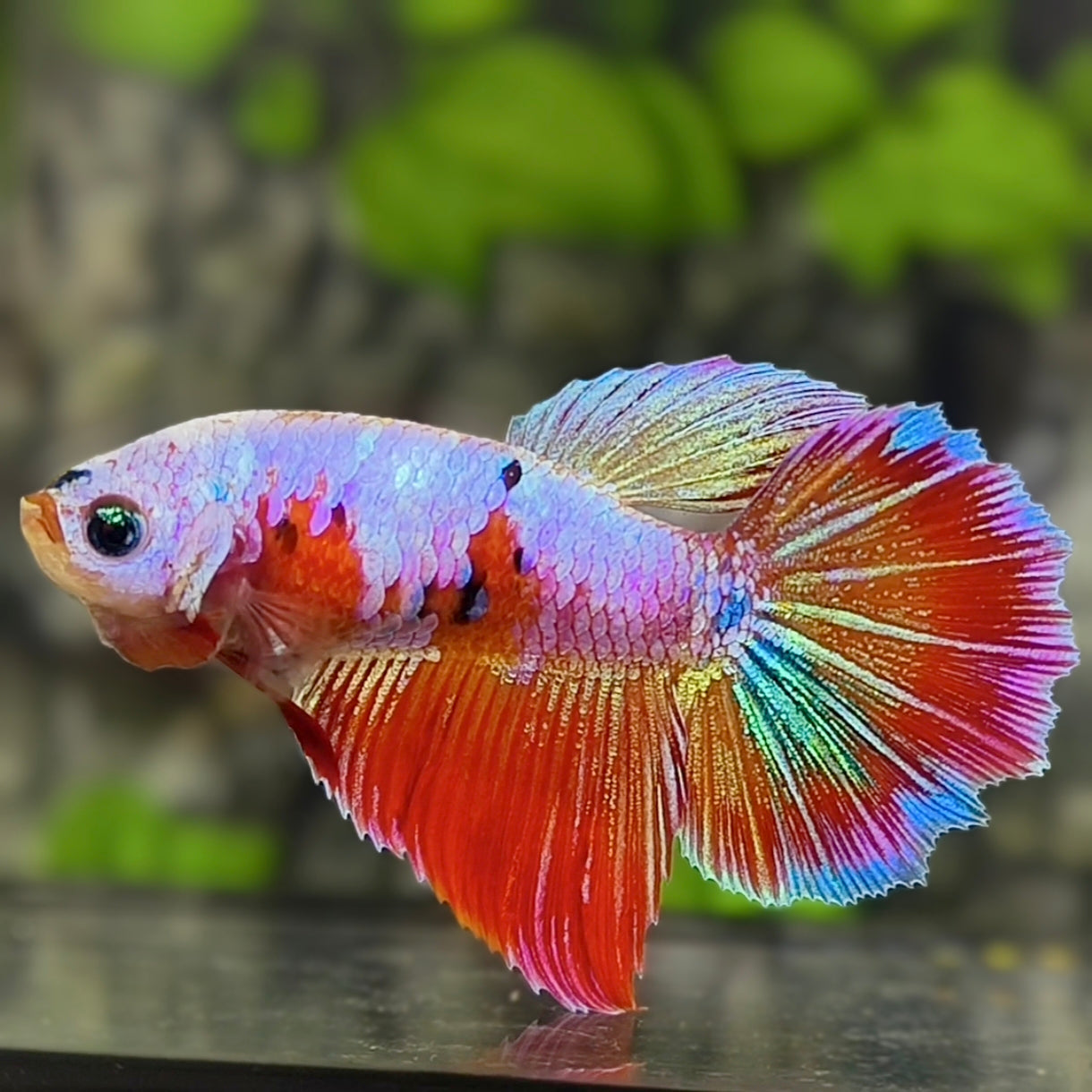 Multicolor Pink Candy Halfmoon Betta Fish Female For Sorority / Breed