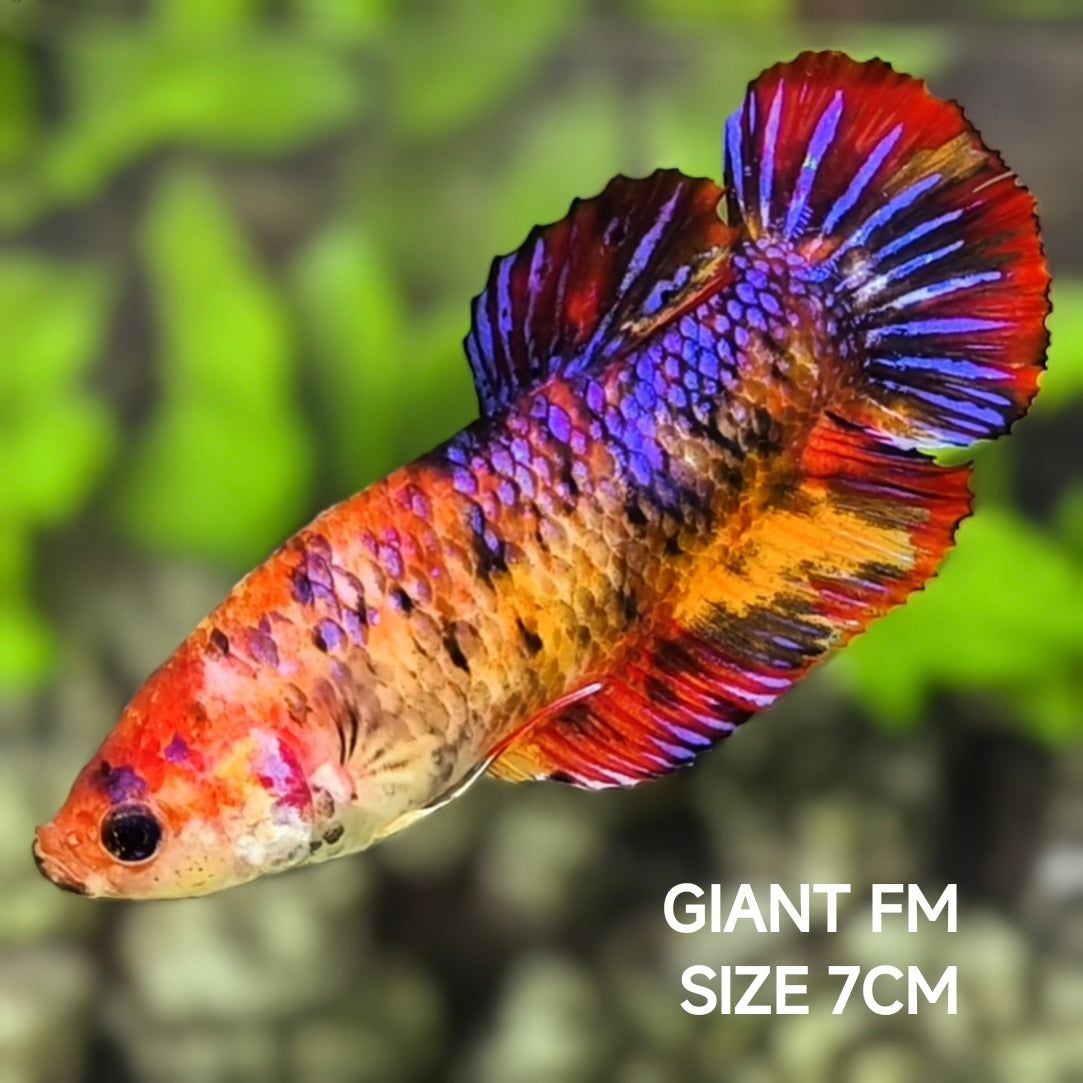 Multicolor Candy Purple JUMBO GIANT HMPK Betta Fish Female