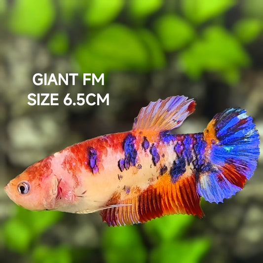 Multicolor Galaxy JUMBO GIANT HMPK Betta Fish Female