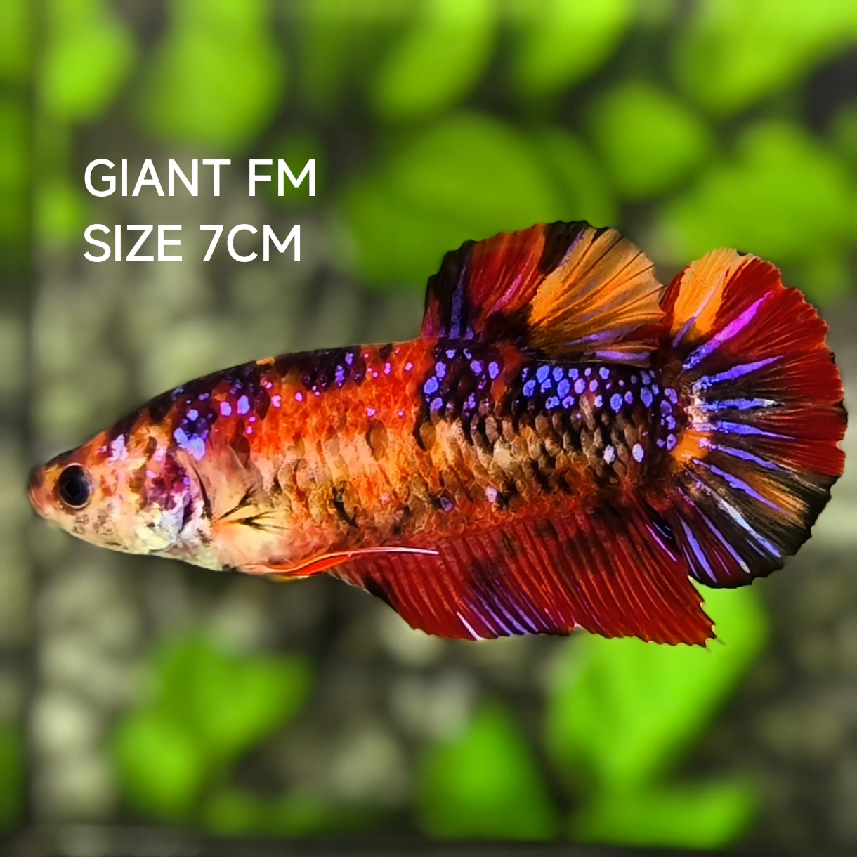 Koi Purple Galaxy JUMBO GIANT HMPK Betta Fish Female