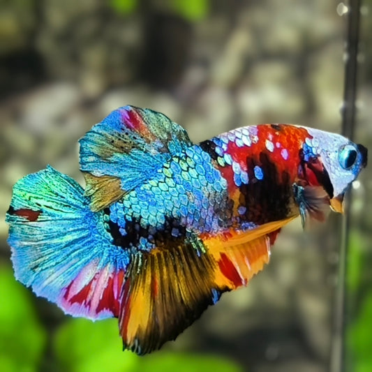 Multicolor Galaxy HMPK Betta Fish Male