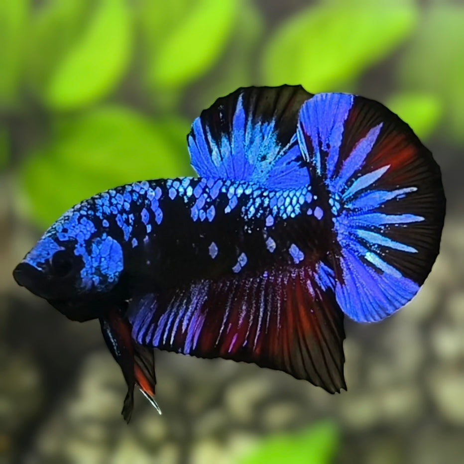 Avatar Blackstar Blue HMPK Betta Fish Male